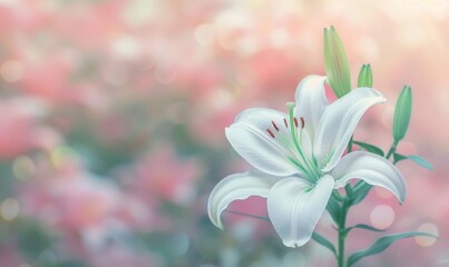 Obraz premium White Lily Flower In Bloom