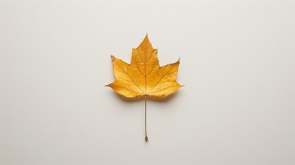 Obraz premium Single maple leaf on white background