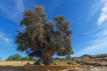 Large and ancient olive tree in the Valley of the Temples on a sunny spring day, Agrigento, Sicily,...