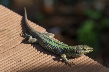 Sicilian wall lizard or Podarcis waglerianus on wooden planks