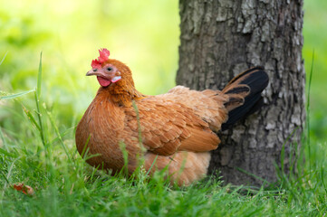A red hen grazes in the green grass. Raising poultry. Chickens in the garden.