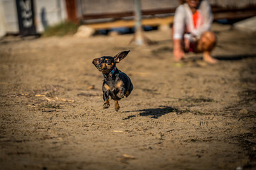 dog running on the beach