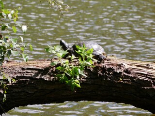 Wasserschildkröte auf Baumstamm im Friedhof Ohlsdorf Hamburg