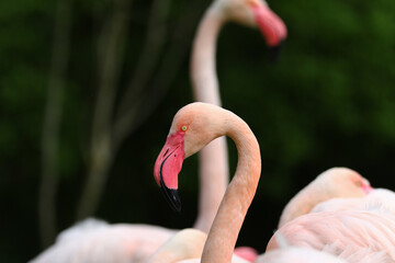Naklejka premium Beautiful pink Flamingos close up.