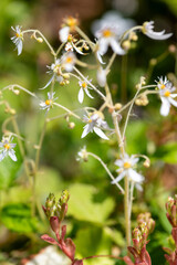 Close up of creeping saxifrage (saxifraga stolonifera) flowers in bloom