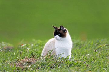 longhaired cat of the Neva Masquerade breed on the street on a sunny day, cat on a green lawn