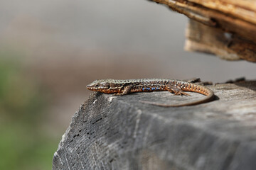 Lizard in the sun on a rock. Reptile. Small gray lizard