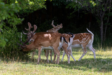 Sika deer lying on the grass in a spring apple orchard early in the morning