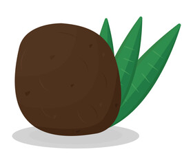 Whole coconut with leaves, vector color illustration