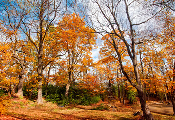 Fototapeta premium trees in autumn