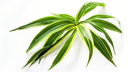 Fototapeta premium A cluster of variegated green and yellow leaves isolated on a white background. These leaves exhibit a dynamic and refreshing pattern, adding vibrancy to the scene.