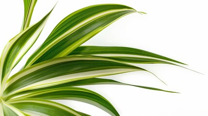 Obraz premium A detailed close-up of green plant leaves with a striking blend of dark and light green stripes, emphasizing texture and pattern, showcasing the uniqueness of nature.