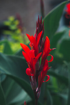 Canna lilies, Canna indica, Cannaceae, close-up, flower,Gorgeous flowers of Canna, Beautiful achira flower of red color and wine with green blur background