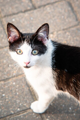 portrait of a cat,the cat is looking at the camera, Close up of a Black and white cat, portrait of a domestic cat in a background, Portrait of a beautiful adult young black and white cat 