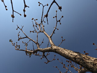 branches against blue sky. branches against sky. branches of a tree.