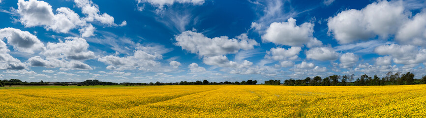 Feld voller gelber Blüten der 