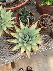 cactus, succulent in the garden