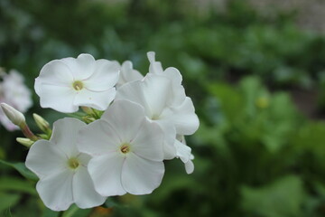 White Flowers in Inflorescence close-up with space for copyspace text. Concept of summer backgrounds with flowers