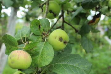 Small green apples on a branch. Growing apples without fertilizers. Organic farming