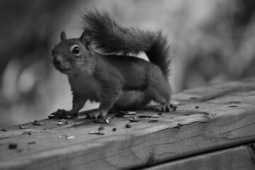 03 - Parc Maritime Nicolet 27 Juillet 2024