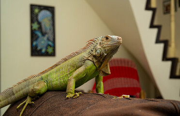 green iguana in the room in daylight