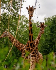 Wild animals - Survival of the fittest
