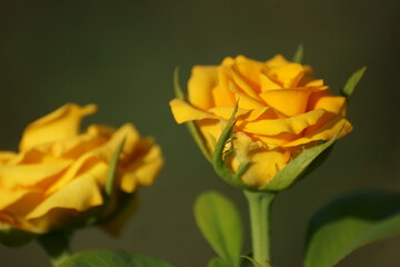 The glass beauty of roses comes to life around the world and then everyone has their own cross, 
 The sun changes position, the shadow creeps, what happened, it happened before and not.
