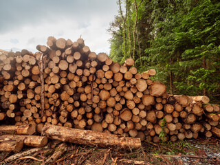 Pile of freshly cut wooden logs on a side of a muddy road in a forest. Forestry industry and business. Fire wood and construction material production. Ecology issue. Profit on natural resources.