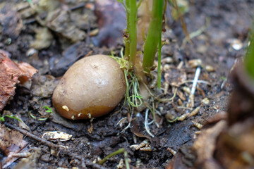 Sprouted potato tubers. Green shoots of potato seeds on the background of the plantation. Agricultural background.