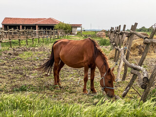 Obraz premium A chestnut brown well-groomed horse walks in the farmyard and chews grass. Equestrian life on the farm. Agriculture and horse care. High quality photo