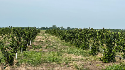 Planting hazel trees in the field in even rows, bushes grow in strong winds. Growing raw nuts on a plantation, ripening in summer. Healthy natural and healthy eco-food. High quality photo