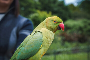Close-up of a green parakeet with a red beak on a person's arm in a serene park in London, UK. The detailed feathers and vivid colors stand out against the greenery.