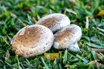 Known tropical edible mushrooms Portobello Agaricus bisporus