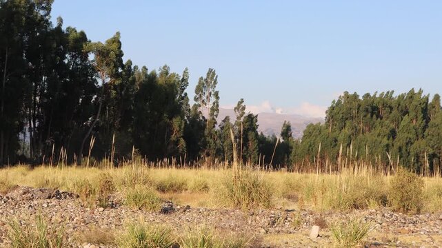 Paisaje andino al atardecer, arboles de eucalipto, colinas y cielo azul al atardecer