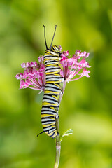 An Eastern Tiger Swallowtail Caterpillar Eating a Pink Swamp Milkweed Blossoms.
