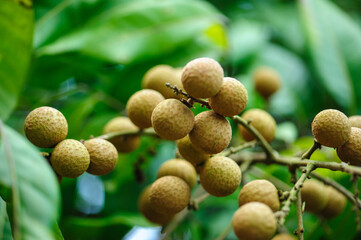 Longan fruit in growth on tree in summer