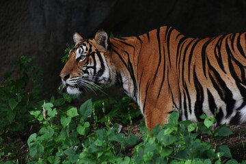 At the zoo there are lions, tigers and other scary wild animals.