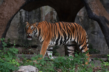 At the zoo there are lions, tigers and other scary wild animals.