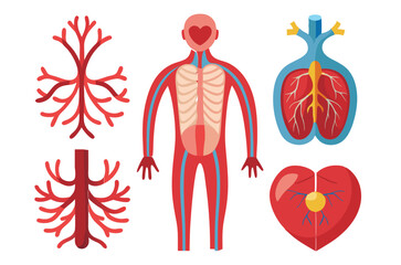 Human Artery collection set, body parts of human isolated flat  vector illustration on white background