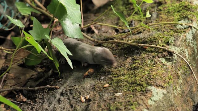 The North American least shrew (Cryptotis parva) looking for food in the forest.