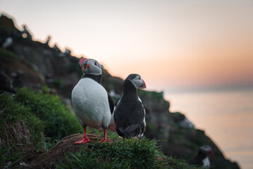 Two puffins stand on a grassy cliffside with a serene sunset over the ocean. The warm glow...