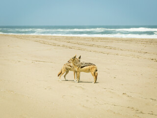 Two Black-backed Jackels on the beach at Swakopmund, Namibia