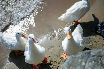 white goose on the beach