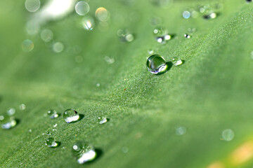 water drops on green leaf