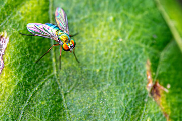 fly on leaf
