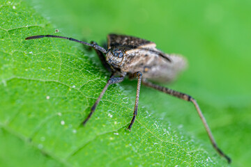 macro shot of a fly