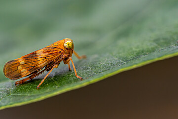 macro of a bug
