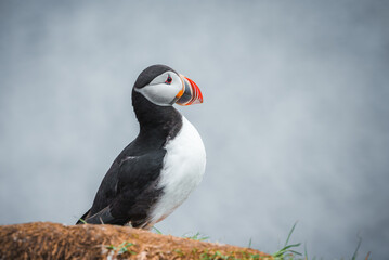 Naklejka premium Detailed image of an Atlantic puffin with vibrant beak and expressive eyes, standing on a grassy cliff edge with the ocean in the background in Iceland.