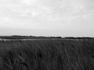 Black and White Wild Grass Field  © chasin__views