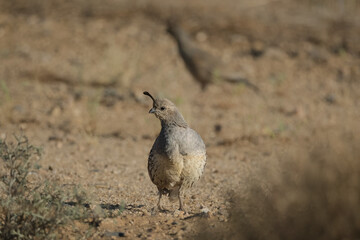 Female quail bird walking through the desert shrubbery in the southwest